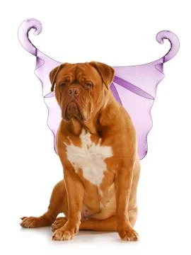 Good dog Stock Photos