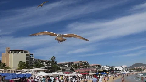 Good fllying at the beach. Video stock 133373633