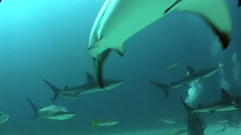 Good footage of many sharks swimming around a diver underwater. Stock Footage