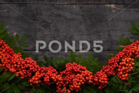 Good frame of a mountain ash Stock Photos