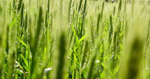 Good Future Harvest  Stock Footage 61114208