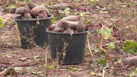 Good harvest beets. Plant based food, local produce Stock Footage 330345633