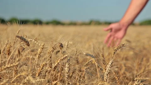 Good harvest 動画素材 106457319