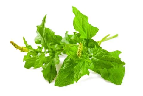 Good king henry Stock Photos
