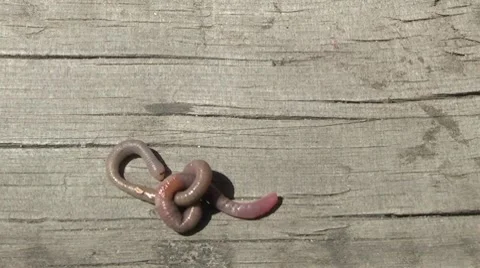 From "good" life ...... Stock Footage 8506981