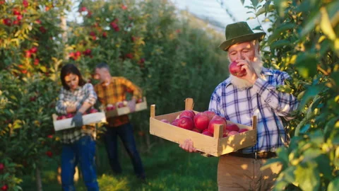 Good looking farmer man and his two mature kids together working in the apple Stock Footage 166573607