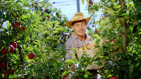 Good looking farmer man in his apple orchard collecting some fresh apple from Stock Footage 147185470