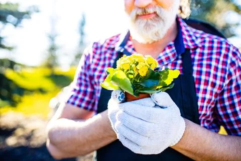 Good looking gray haired beard man pensioner watering seedlings in the Stock Photos