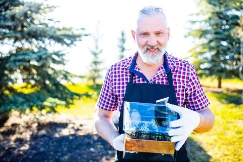 Good looking gray haired beard man pensioner watering seedlings in the Stock Photos
