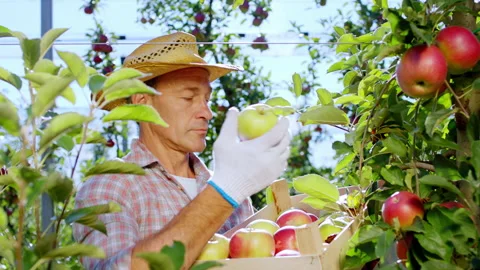 Good looking old farmer man in the apple orchard collecting some ripe fruits Stock Footage 143074984