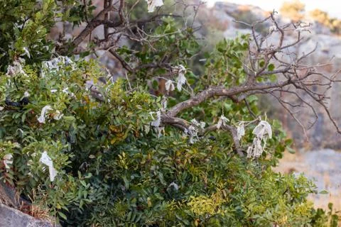 A good looking wish tree which placed top of mountain at sirince Stock Photos