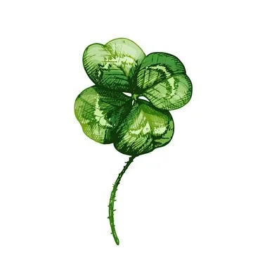 Good luck four leaf clover. Vector color vintage hatching illustration isolat Stock Illustration