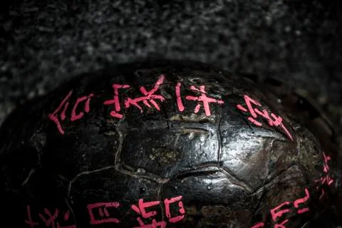 Good luck turtle Stock Photos