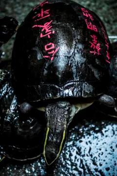 Good luck turtle Stock Photos