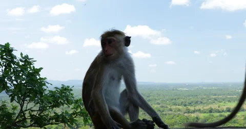 Good monkey Stock Footage 86662624