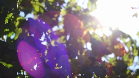 Good mud for vineyard  super slow motion Stock Footage 86297348