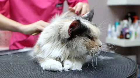 Good old brush to remove all shed and mats in cat spa Stock Footage 181766937