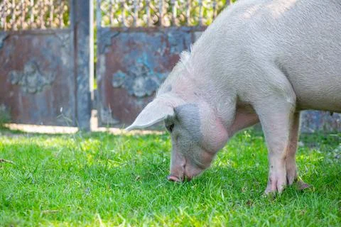 A good pig eats grass behind a fence Stock Photos