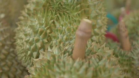 Good quality of durian stem Stock Footage 185914598
