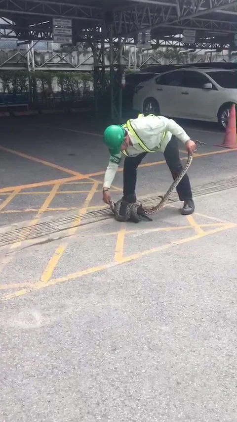 Good Samaritan Saves Cat From Python, Bankok, Thailand - 06 Sep 2018 Vidéo 205243392