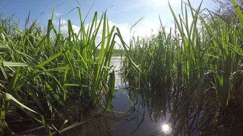 Good View Of The Lake From The Shore Stock Footage 79367140