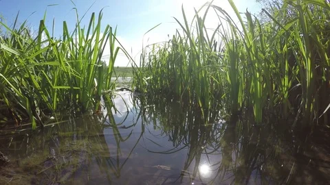 Good View Of The Lake From The Shore Stock Footage 79368486