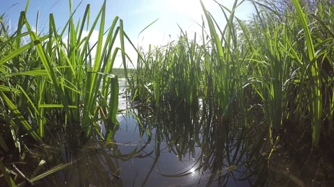 Good View Of The Lake From The Shore Stock Footage 79369415