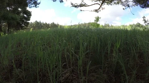 Good View Of Nature Stock Footage 79368250