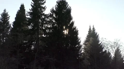 Good view on winter trees Stock Footage 60219952