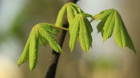 Good weather Stock Footage 49496972