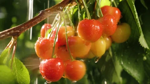 Good weather. Summer rain drops falling on sweet cherry hanging berry tree. Ripe Stock Footage 238747744