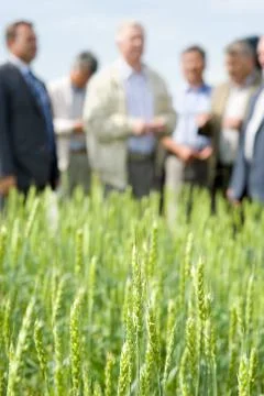 Good yield of wheat Fotos Stock