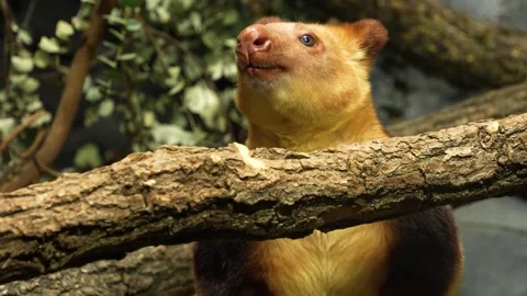 a goodfella tree kangaroo Stock Footage 272817664