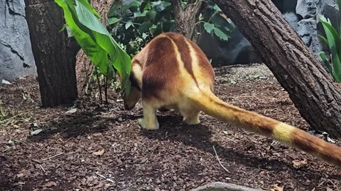A goodfella tree kangaroo in the woods Stock Footage 296555759