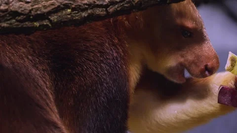 A goodfellow tree kangaroo eating Stock Footage 258852560