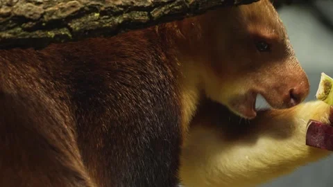 A goodfellow tree kangaroo  Stock Footage 258076775