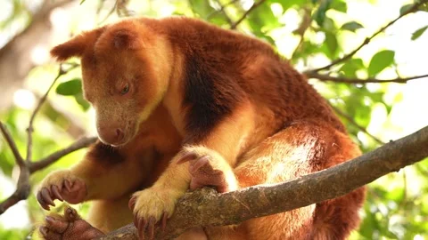 Goodfellows Tree Kangaroo in Australia Stock Footage 327607909