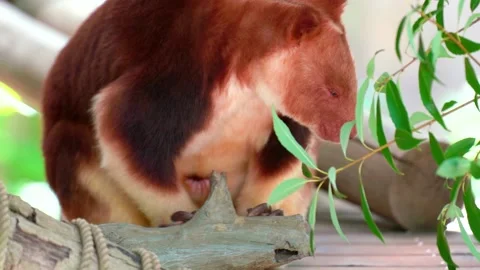 Goodfellow's tree-kangaroo falling alseep in the branches - 1080p Stock Footage 154196072