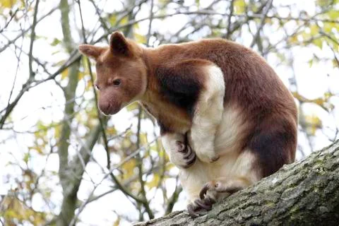 Goodfellows Tree Kangaroo Stock Photos