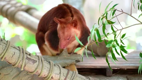Goodfellow's tree-kangaroo sleeping in the branches - 1440p Stock Footage 154196110
