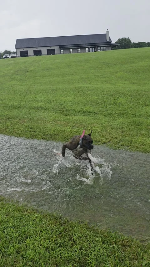 Goofy Boxer Dog Discovers She Loves Water, Grain Valley, Missouri, USA - 19 Jul  Видео 344337583