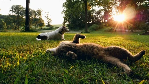 Goofy brown cat playing and rolling around with a beagle and the evening Stock Footage 106803401