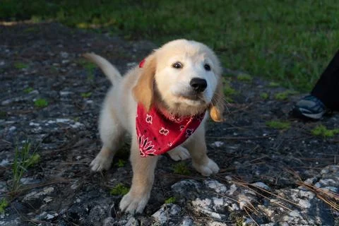 Goofy Golden Retriever puppy wearing a red bandana Stock Photos