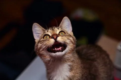 A goofy gray cat 스톡 사진