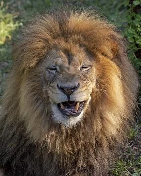 Goofy lion Stock Photos
