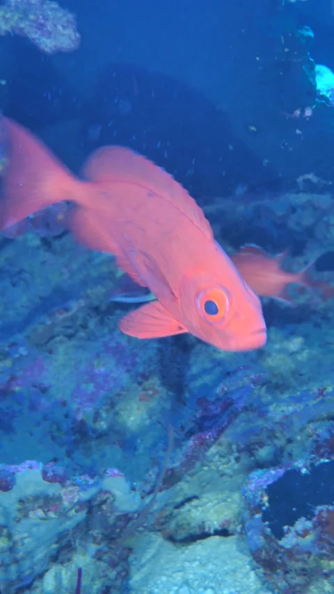 Google eye fish facing camera against reef Stock Footage 325483453