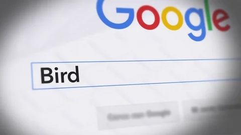 Google Search Engine - Search For Bird Stock Footage 69122001