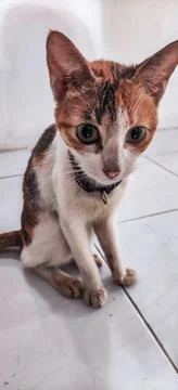 Googly Eye Cat Stock Photos