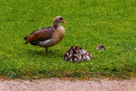 Goos with young chicks Stock Photos
