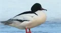 Goosander on ice HD 동영상
